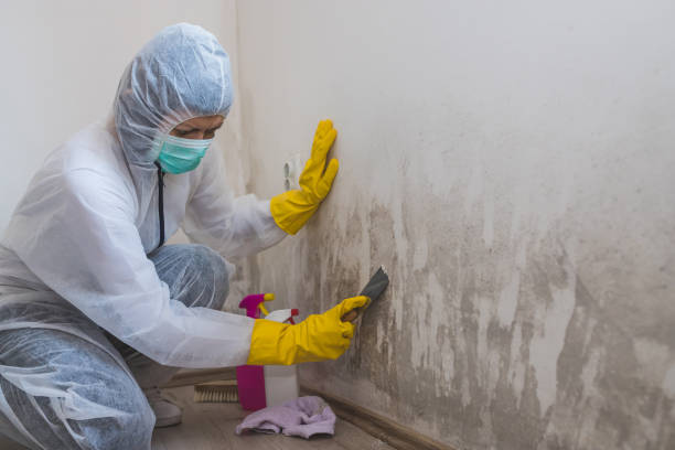 Professional Mold Removal in Alpine, NJ