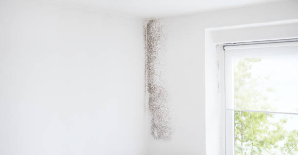 Mold Remediation for Vacation Homes in Alpine, NJ
