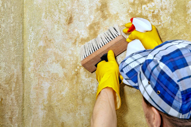 Best Forensic Mold Investigation  in Alpine, NJ