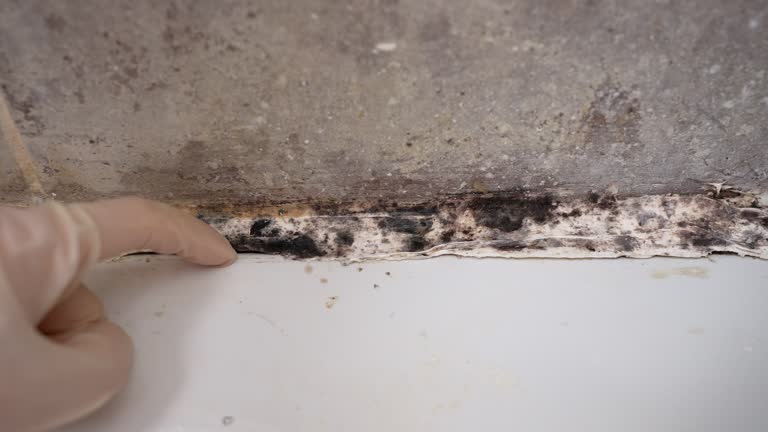 Best Water Damage & Mold Remediation  in Alpine, NJ